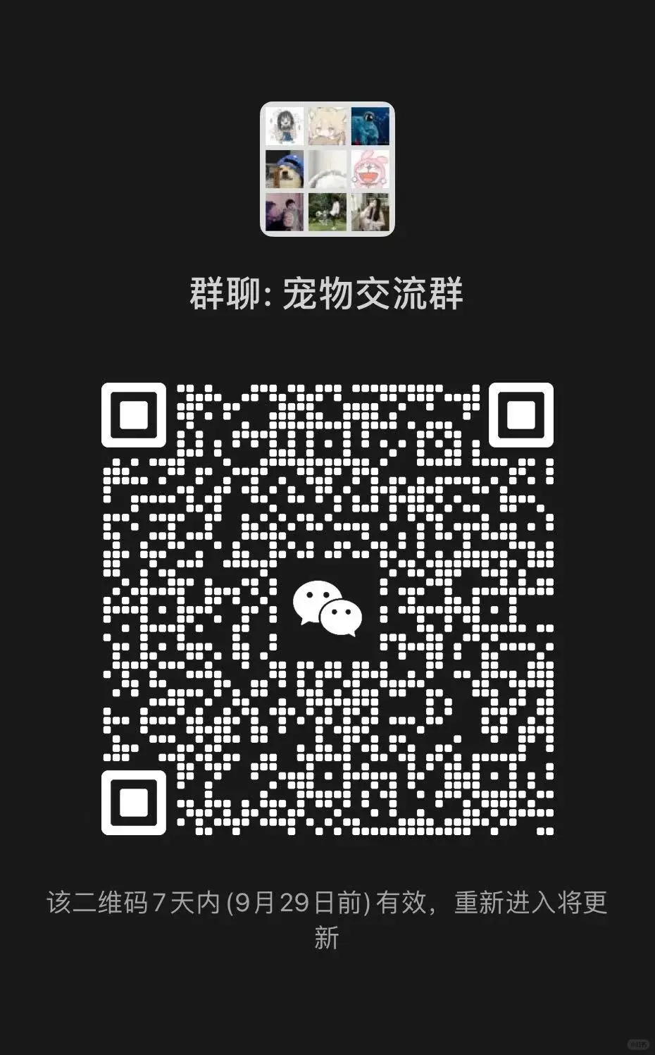 宠物交流群